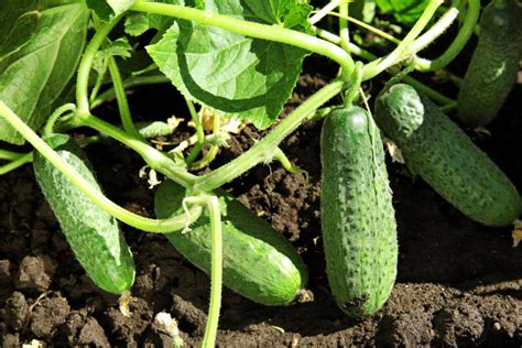 How To Keep Cucumber Plants Producing - 3 Secrets To A Bigger Harvest!