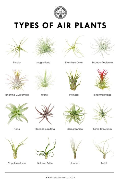 They are called air plants, because they do not root in soil #airplants #tillandsia #airplants # ...