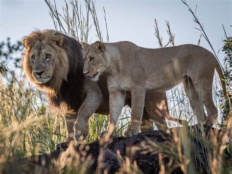 Wildlife in Chobe National Park · Zimbabwe