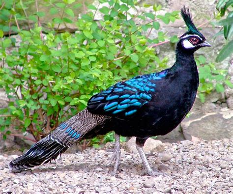 Palawan Peacock Pheasant | المرسال