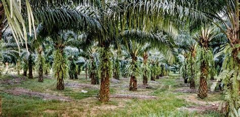 Asuransi Perkebunan Kelapa Sawit