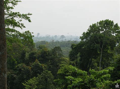 Rainforest, Ghana | Dirk Knight | Flickr