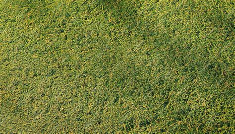 Premium Photo | Green grass texture background golf grass background green grass texture