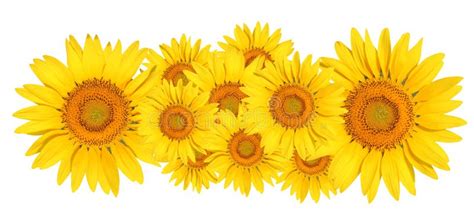 Sunflower on White Background. Stock Image - Image of botany, garden ...