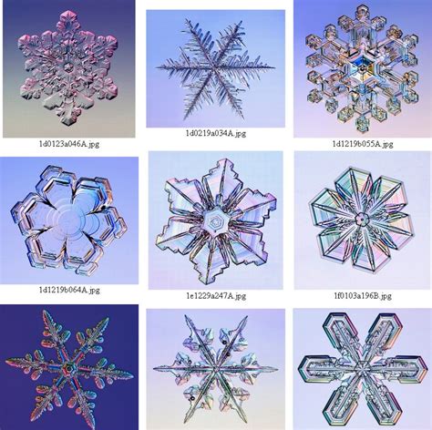 Snowflakes under the microscope | Snowflakes real, Snowflakes ...