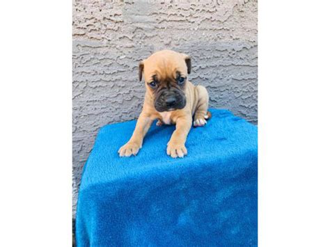 Boxer Puppy's for adoption Phoenix - Puppies for Sale Near Me