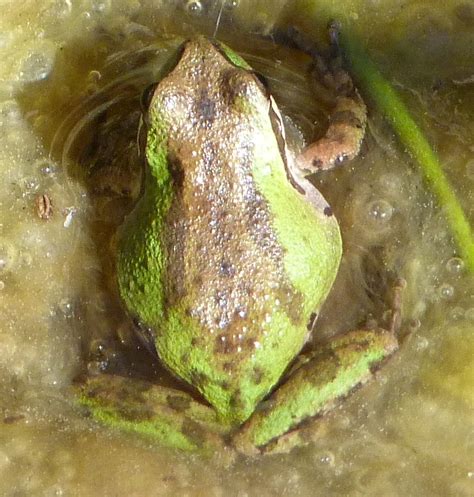 HILL BABIES: The Semi-Hidden Frog Habitat of Brisbane