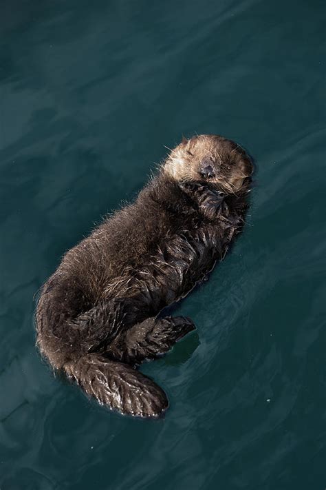 Sea Otter Pup Sleeping, Floating, Monterey, California, Usa Photograph by Suzi Eszterhas ...