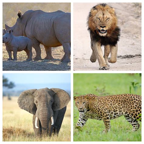 Best Places to See the Big five in Kenya | The Big 5 Animals | Kenya