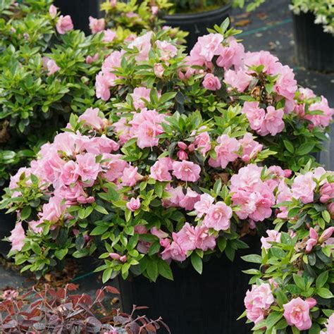 several potted plants with pink flowers in them