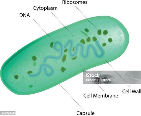 Struktur Bakteri Lactobacillus Ilustrasi Stok - Unduh Gambar Sekarang - Sel biologis, Alamiah ...