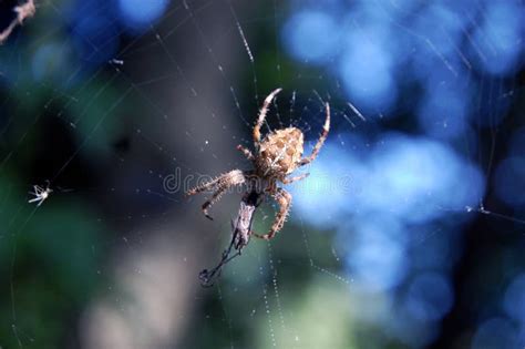 Spider Eating on Web stock photo. Image of attack, hairy - 99649698