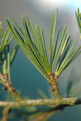 Practice Plant ID: Cedrus deodara