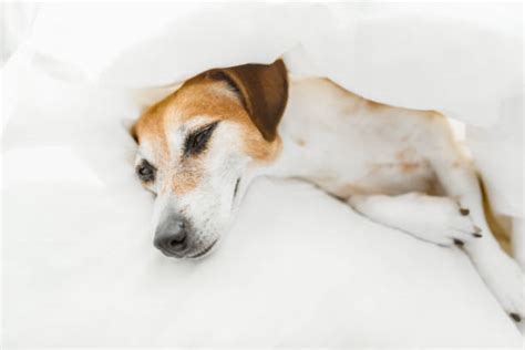 Dog Hiding Under Bed Stock Photos, Pictures & Royalty-Free Images - iStock