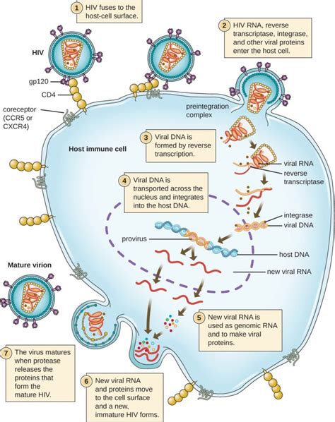 What is the Difference Between Prophage and Provirus - Pediaa.Com