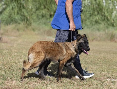 Training of Belgian Shepherd Stock Photo - Image of playing, nature ...