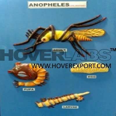 Anopheles Life Cycle Model India, Manufacturers, Suppliers & Exporters ...