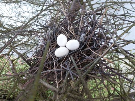 Calderdale Wildlife: Unusual triple-egg clutch of Collared Dove