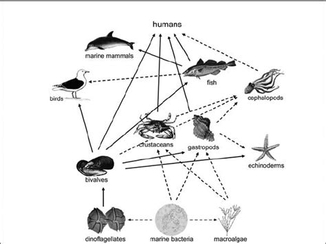 Generalized food web with links depicting known (——) and probable (- -... | Download Scientific ...