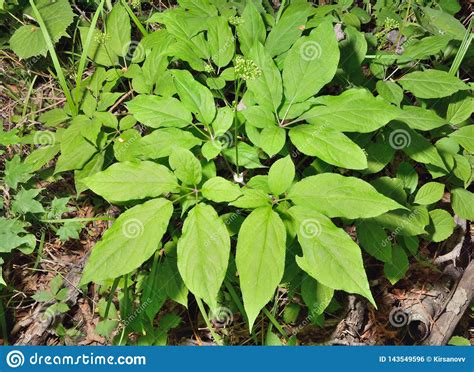 Ginseng Panax ginseng 22 stock photo. Image of detail - 143549596