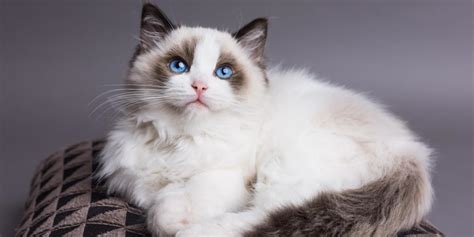 Ragdoll Cat Size Chart