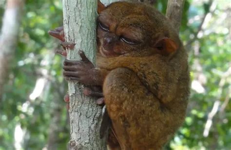 Tarsier - Description, Habitat, Image, Diet, and Interesting Facts