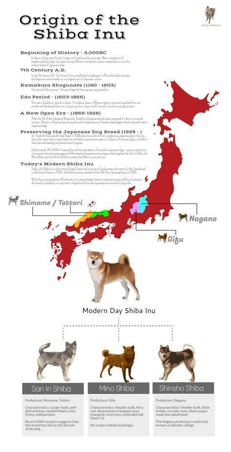 the origin of the shiba dog breed in japan info graphic design, graphic design, japanese dogs ...