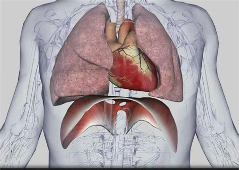 evolution - Why is the heart not in the middle of the body? - Biology Stack Exchange