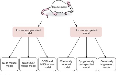 Figure 1 from Immunocompromised and immunocompetent mouse models for head and neck squamous cell ...