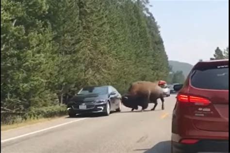 When Bison Attack In Yellowstone, They Don't Care If It's a Car