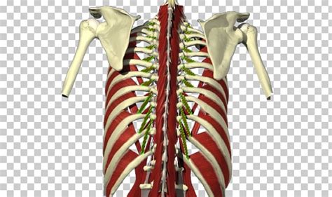 Levatores Costarum Muscles Gray's Anatomy Stock Illustration Serratus ...