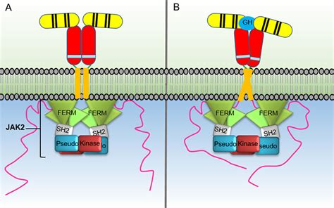 Frontiers | The Growth Hormone Receptor: Mechanism of Receptor ...