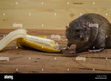 Banana rat hi-res stock photography and images - Alamy