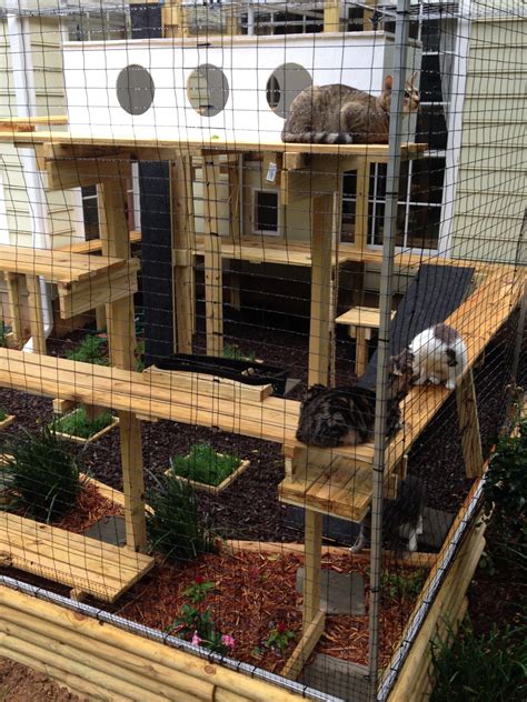 30+ Window Outdoor Cat Enclosure – DECOOMO