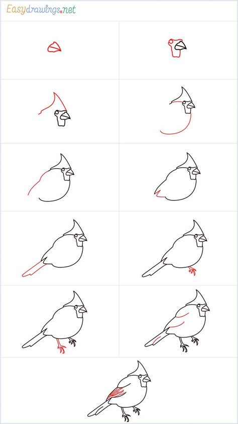 How To Draw A Cardinal Bird Step by Step - [11 Easy Phase & Video ...