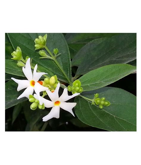 onlinebagicha PARIJAT PLANT Both Flower Plant: Buy onlinebagicha PARIJAT PLANT Both Flower Plant ...