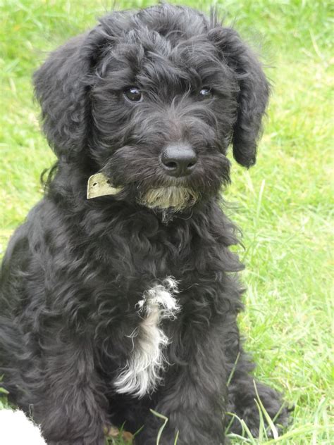 Pics Photos - Schnoodle Dogs | Schnoodle puppy, Schnoodle dog, Schnoodle