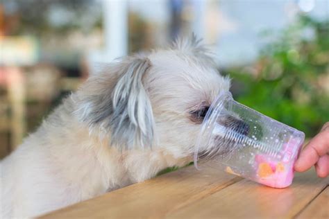 Teacup Shih Tzu: The Ultimate Guide to This Tiny Fluffy Dog