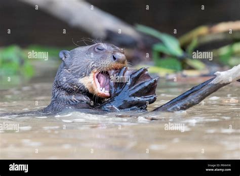 Webbed feet otter hi-res stock photography and images - Alamy