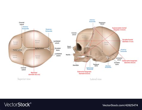 The Fetal Skull Poster And Drawings | lupon.gov.ph