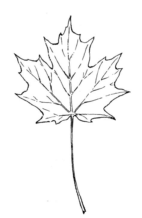 Canada Maple Leaf Drawing at GetDrawings | Free download