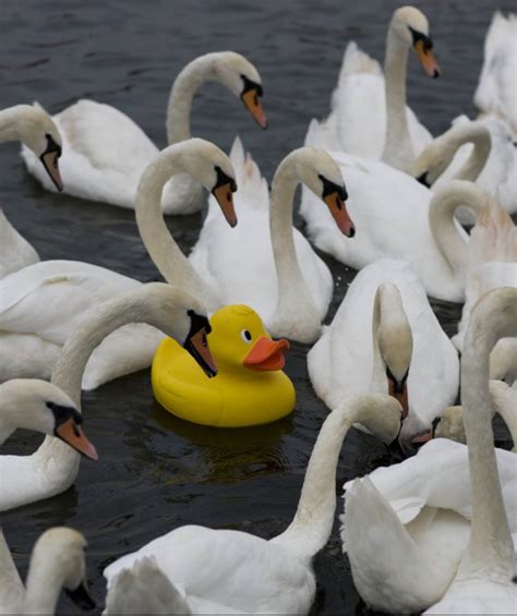 Swans And Duck Pictures, Photos, and Images for Facebook, Tumblr, Pinterest, and Twitter