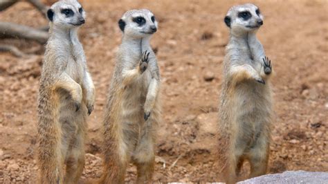 Meerkat - The Houston Zoo