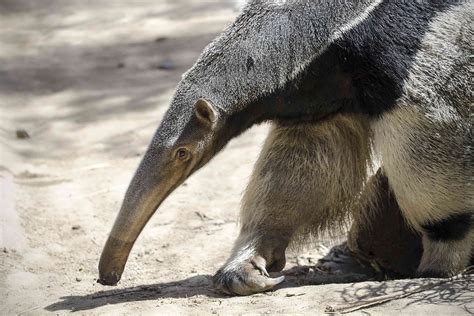 9 Fascinating Anteater Facts