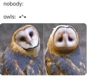 25 of the Cutest Owl Memes to Brighten Your Day - Let's Eat Cake