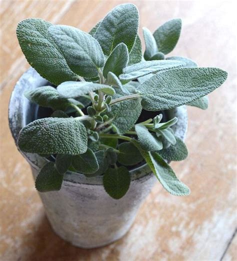 Growing Sage In Pots | Sage Plant Care In Containers