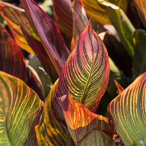 Tropicanna® Canna — Green Acres Nursery & Supply