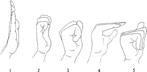 Tendon gliding exercises Diagram | Quizlet