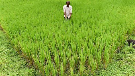 Rice with zinc, wheat with protein — Bio-fortified crops can fight India’s hidden hunger