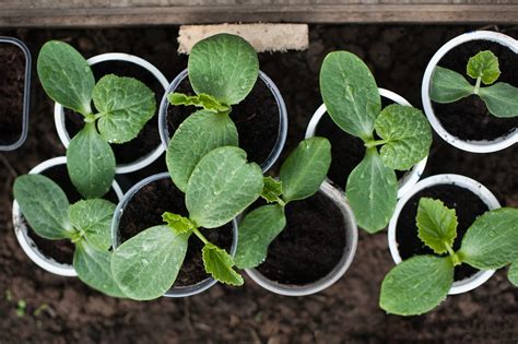 Pumpkin Seed Starting Tips -- Harvest to Table